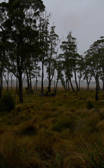 tall trees with a clearing in the foreground, scrub is in clearing 