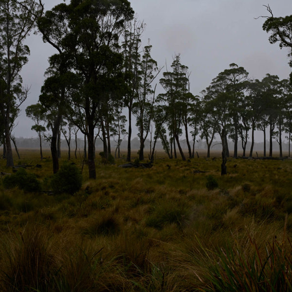 tall trees with a clearing in the foreground, scrub is in clearing 